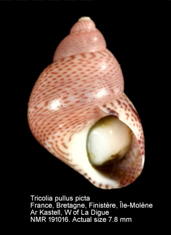 Tricolia pullus picta (32).jpg - Tricolia pullus picta(da Costa,1778)